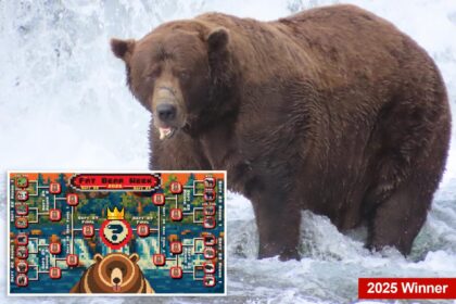 Fat bear week kicks off its 12th year — meet the contenders