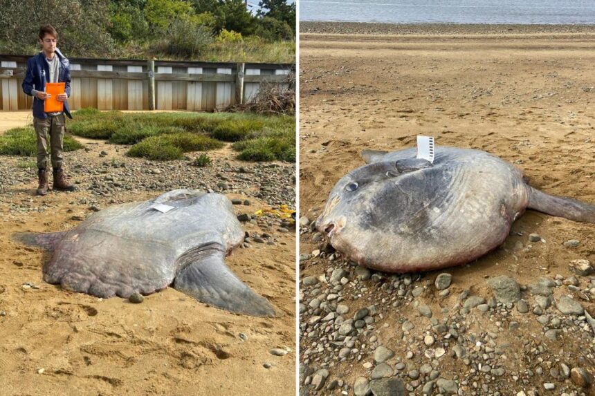 Huge 900-pound ocean sunfish found dead on Cape Cod beach
