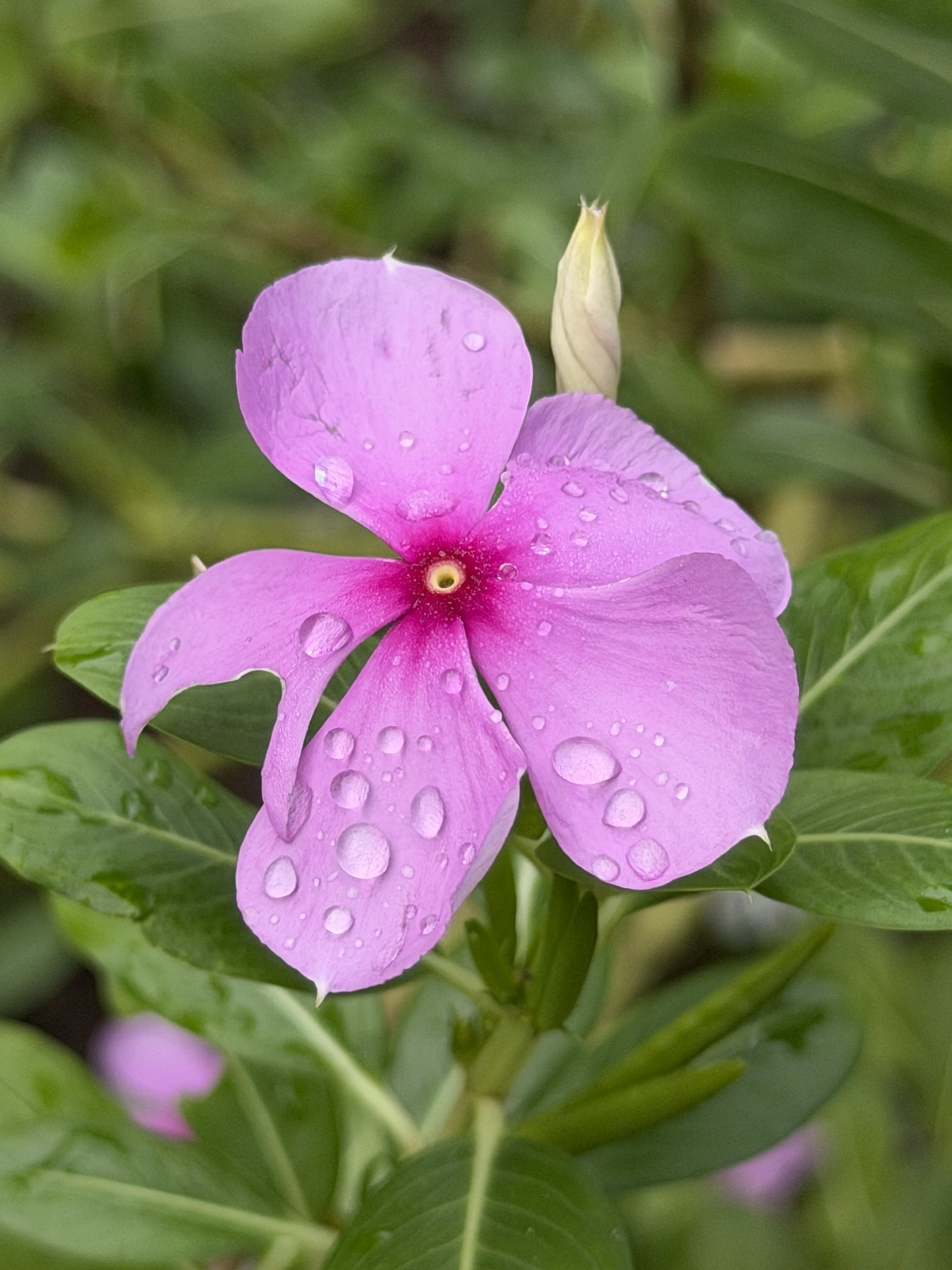 Flower with water droplets.