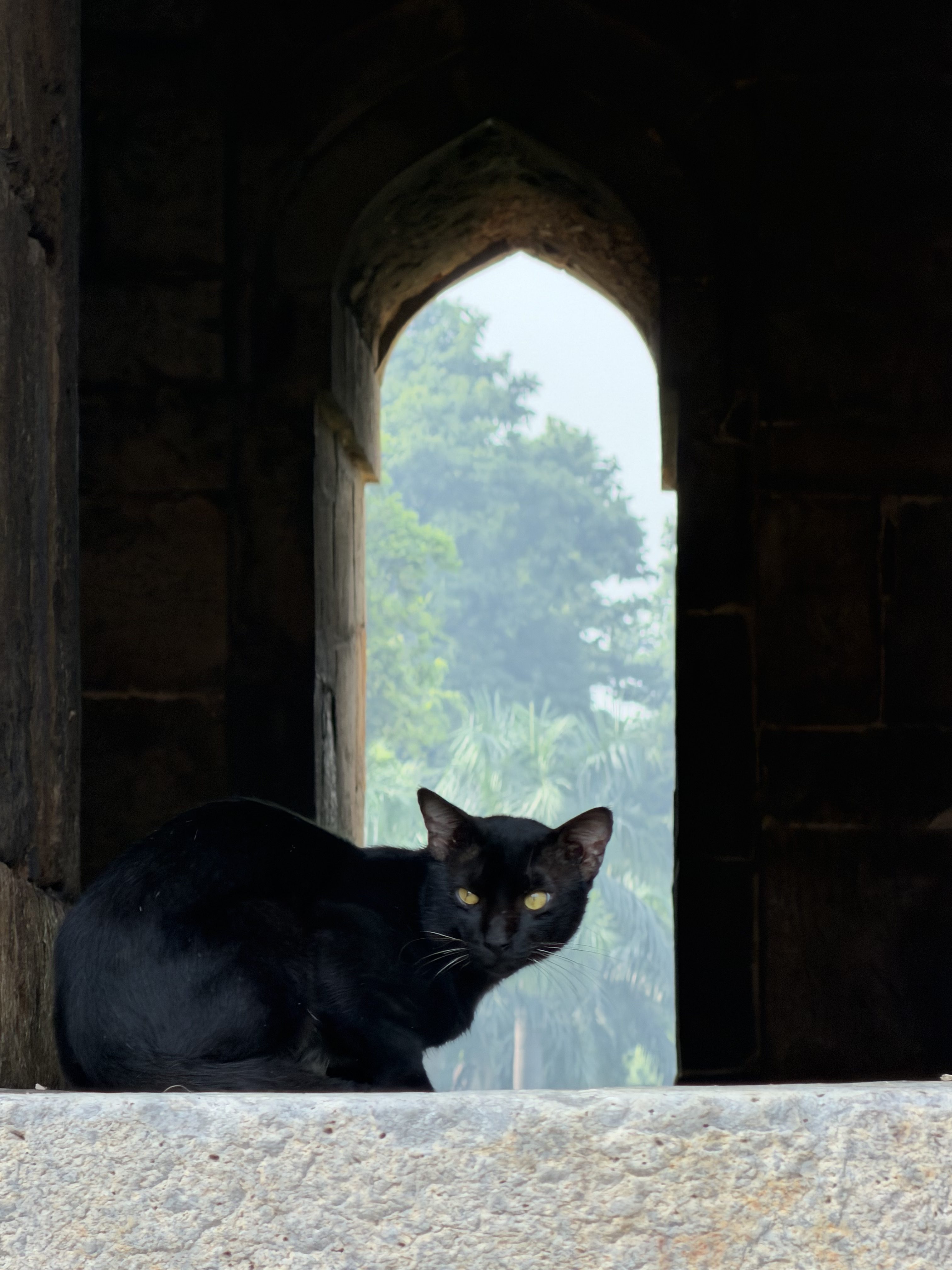 Photo of cat in building