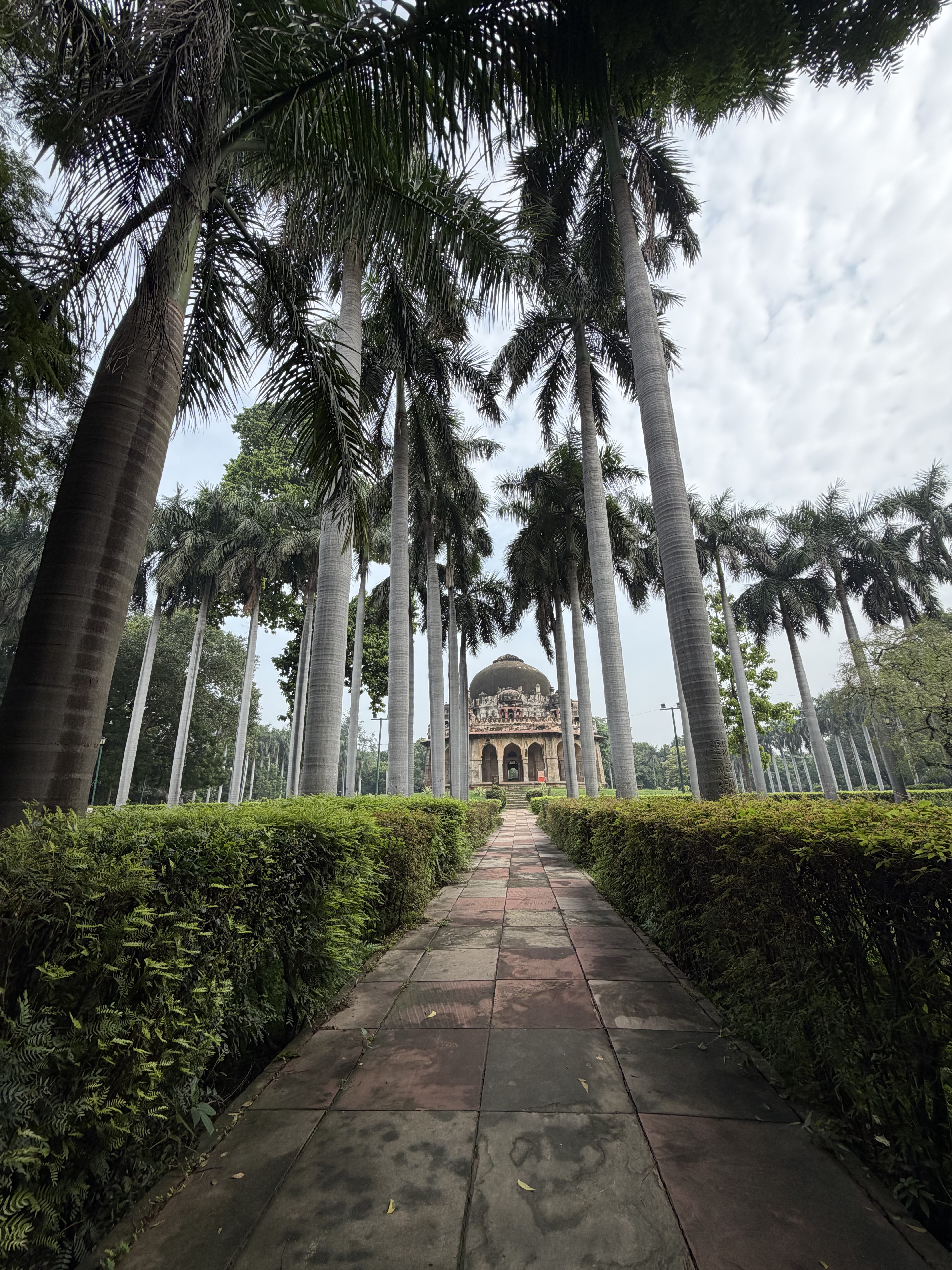Palm trees and path