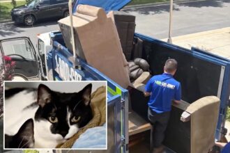 Cat accidentally thrown out with old couch, miraculously rescued from harrowing trash pit