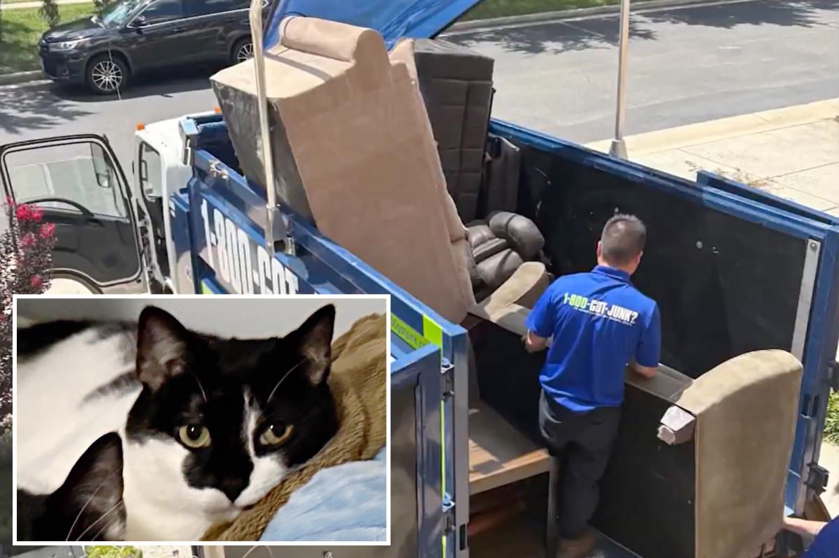Cat accidentally thrown out with old couch, miraculously rescued from harrowing trash pit