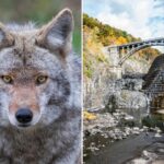 Woman bitten by possibly rabid coyote on Westchester hiking trail