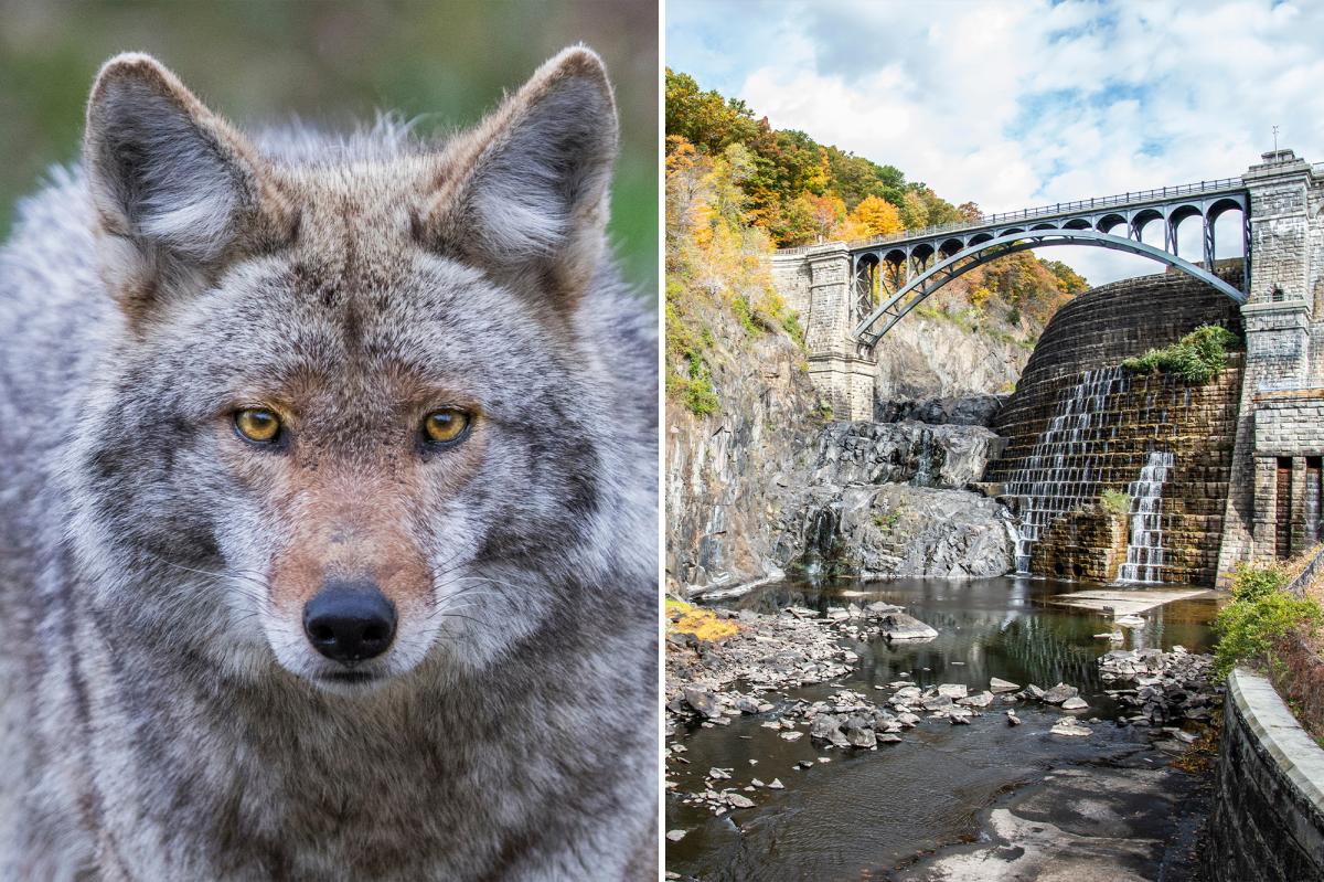 Woman bitten by possibly rabid coyote on Westchester hiking trail