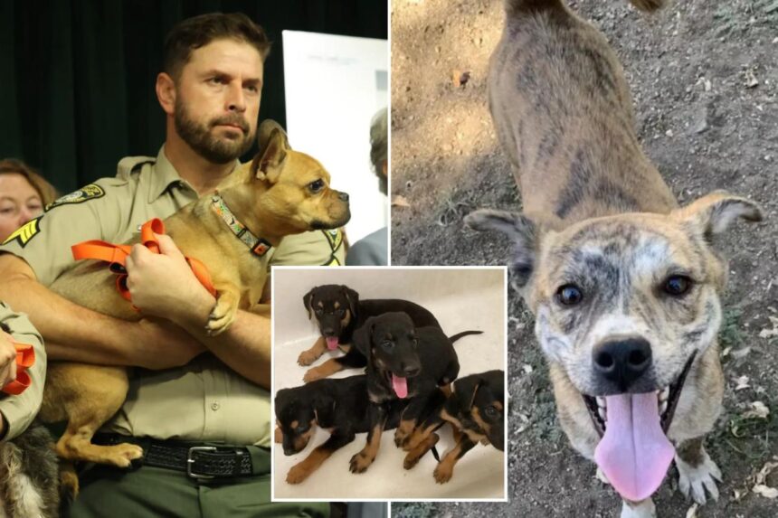 LA animal hoarder faces 25 years in prison after seizure of 300 dogs and cats