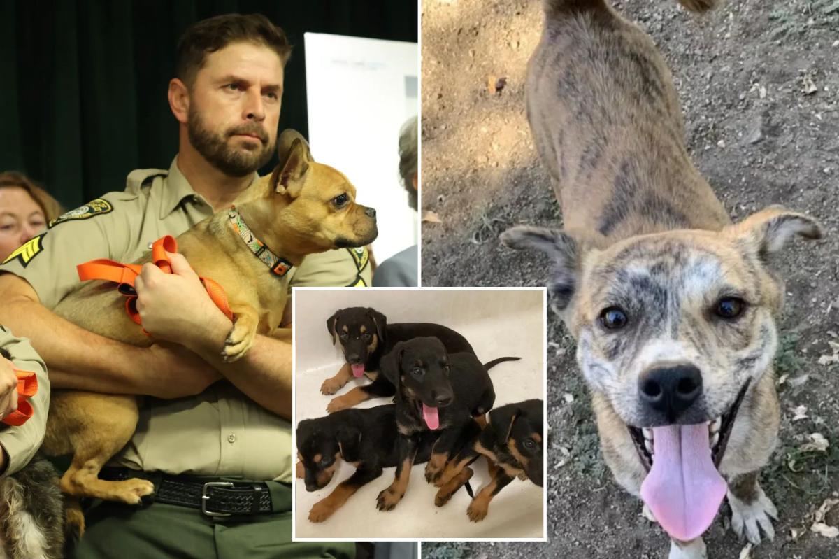 LA animal hoarder faces 25 years in prison after seizure of 300 dogs and cats