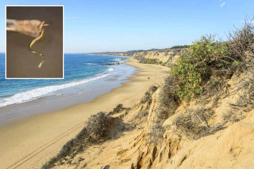 Highly venomous predator washes ashore on SoCal Beach