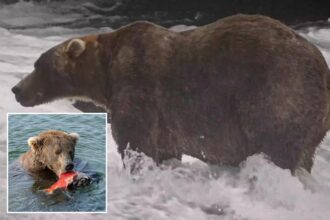 Gentle giant Backpack declared winner of Alaska’s Fat Bear Week