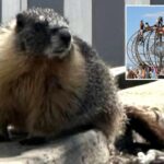 Mountain-dwelling marmots mysteriously appear in bustling Bay Area