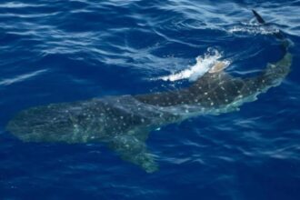 Endangered whale sharks surface inches from boat in rare sighting off NYC coast: ‘It was nuts’